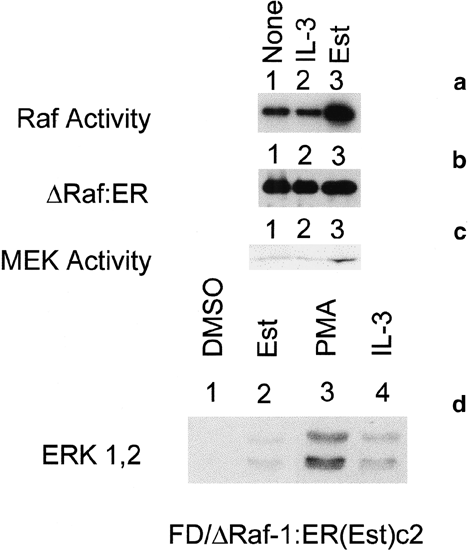 Effects Of Deregulated Raf Activation On Integrin Cytokine Receptor Expression And The Induction Of Apoptosis In Hematopoietic Cells Leukemia Effects Of Deregulated Raf Activation On Integrin Cytokine Receptor Expression And The Induction Of Apoptosis In Hematopoietic Cells Leukemia