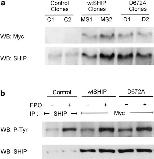 Effects Of Overexpression Of The Sh2 Containing Inositol Phosphatase Ship On Proliferation And Apoptosis Of Erythroid As E2 Cells Leukemia