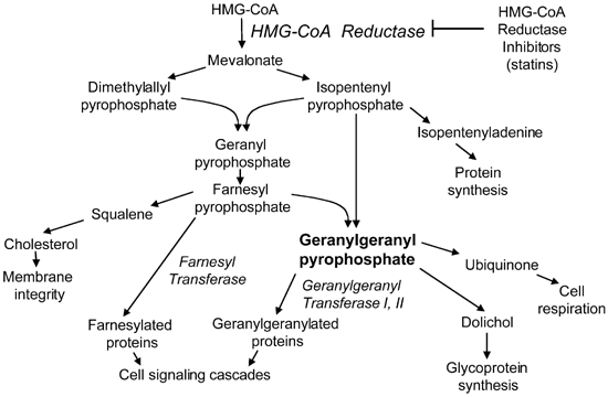 Hmg Coa Reductase Inhibitors And The Malignant Cell The Statin