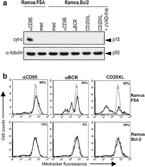 légúti légcső papillomatosis