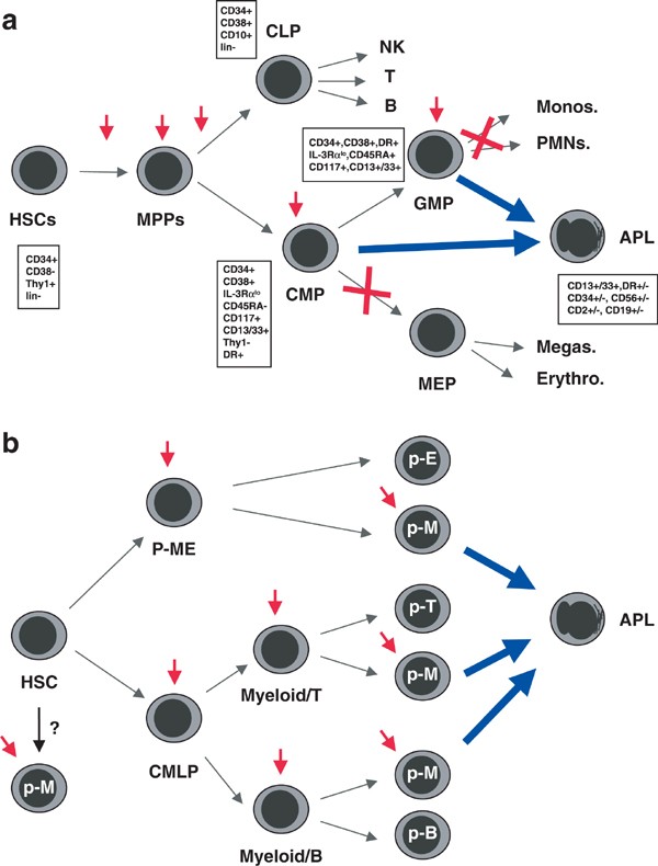 Acute promyelocytic leukemia: where does it stem from? | Leukemia