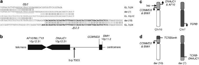 Bmi1 As Oncogenic Candidate In A Novel Tcrb Associated Chromosomal Aberration In A Patient With Tcrgd T Cell Acute Lymphoblastic Leukemia Leukemia