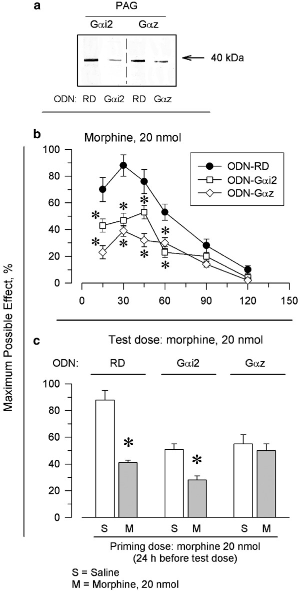 Rgsz1 And Gaip Regulate M But Not D Opioid Receptors In Mouse Cns Role In Tachyphylaxis And Acute Tolerance Neuropsychopharmacology