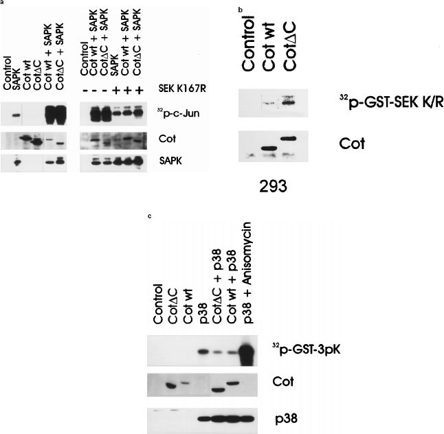 Sui segment Involved Cot protooncoprotein activates the dual specificity kinases MEK-1 and SEK-1 and induces differentiation of PC12 cells | Oncogene Sui segment Involved Cot protooncoprotein activates the dual specificity kinases MEK-1 and SEK-1 and induces differentiation of PC12 cells | Oncogene