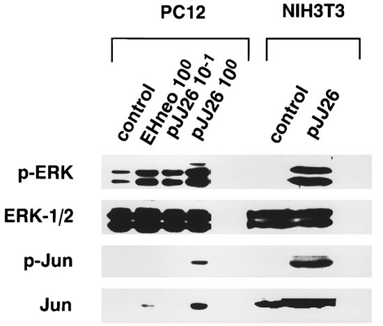 Sui segment Involved Cot protooncoprotein activates the dual specificity kinases MEK-1 and SEK-1 and induces differentiation of PC12 cells | Oncogene Sui segment Involved Cot protooncoprotein activates the dual specificity kinases MEK-1 and SEK-1 and induces differentiation of PC12 cells | Oncogene