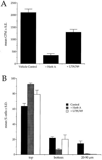 Overexpression Of Activated Neu Erb B2 Initiates Immortalization And Malignant Transformation Of Immature Schwann Cells In Vitro Oncogene