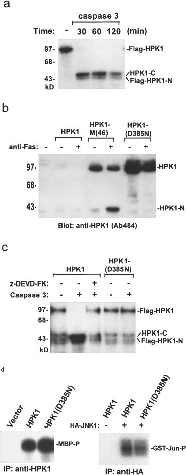 Caspase Mediated Cleavage And Functional Changes Of Hematopoietic Progenitor Kinase 1 Hpk1 Oncogene