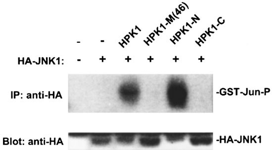 Caspase Mediated Cleavage And Functional Changes Of Hematopoietic Progenitor Kinase 1 Hpk1 Oncogene