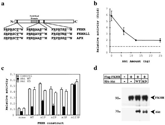 Regulation Of The Forkhead Transcription Factor Fkhr But Not The Pax3 Fkhr Fusion Protein By The Serine Threonine Kinase Akt Oncogene