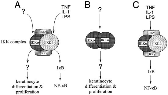 How NF-κB is activated: the role of the IκB kinase (IKK) complex | Oncogene