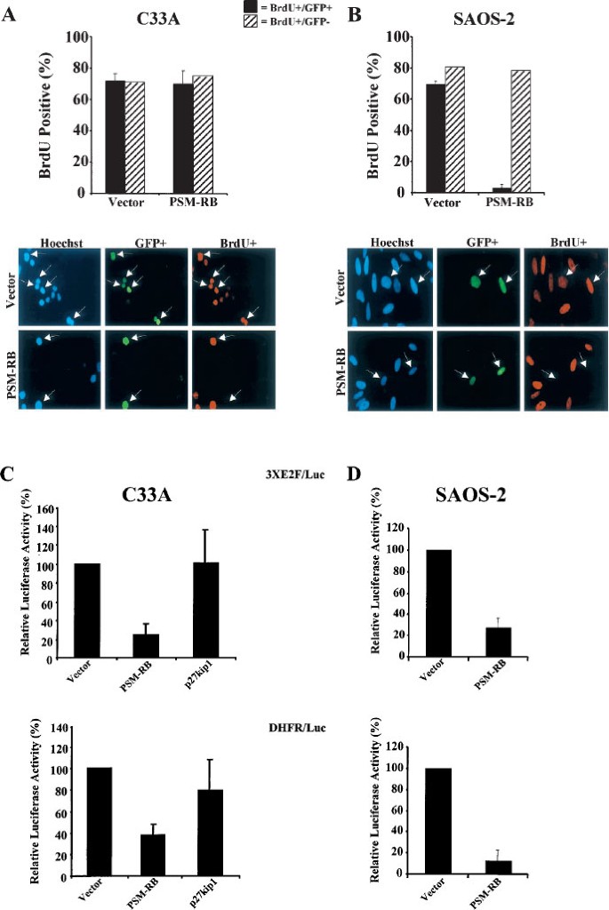Restoration Of Retinoblastoma Mediated Signaling To Cdk2 Results In Cell Cycle Arrest Oncogene