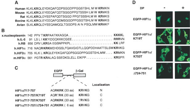 A Variant Of Nuclear Localization Signal Of Bipartite Type Is Required For The Nuclear Translocation Of Hypoxia Inducible Factors 1a 2a And 3a Oncogene