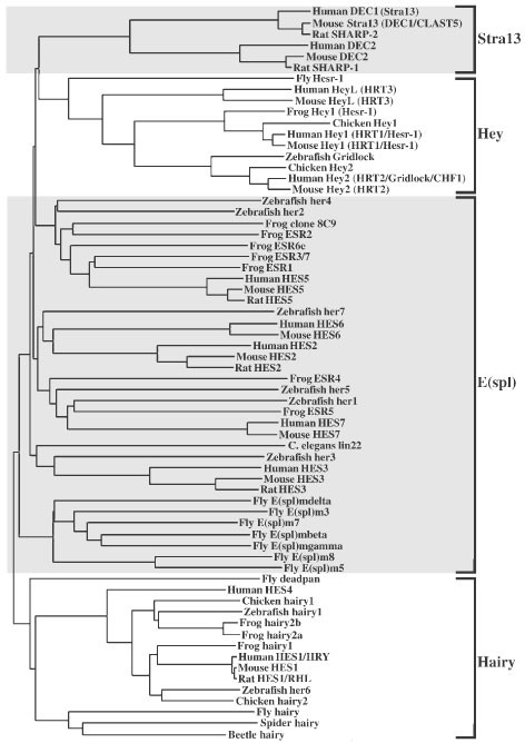 Vertebrate Hairy And Enhancer Of Split Related Proteins