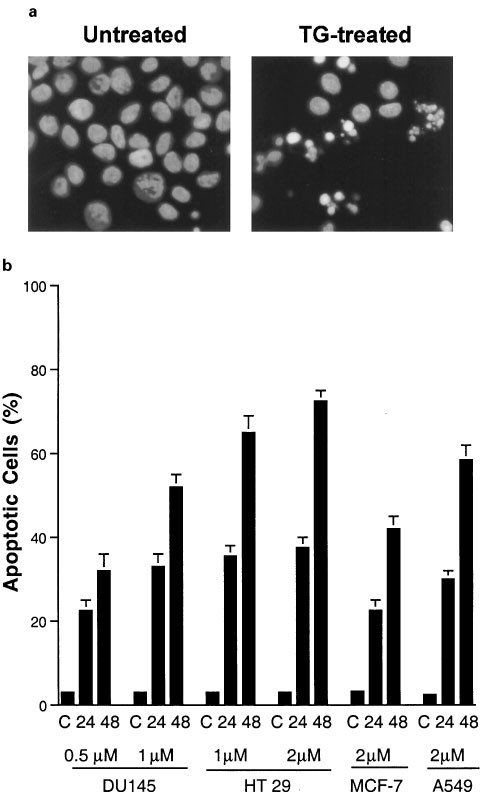 Endoplasmic Reticulum Calcium Pool Depletion Induced Apoptosis Is Coupled With Activation Of The Death Receptor 5 Pathway Oncogene