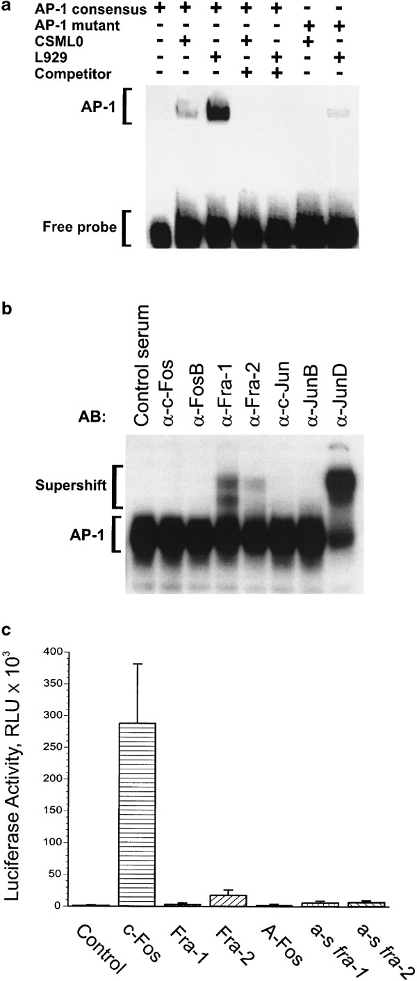 Role Of The Fos Family Members C Fos Fra 1 And Fra 2 In The Regulation Of Cell Motility Oncogene