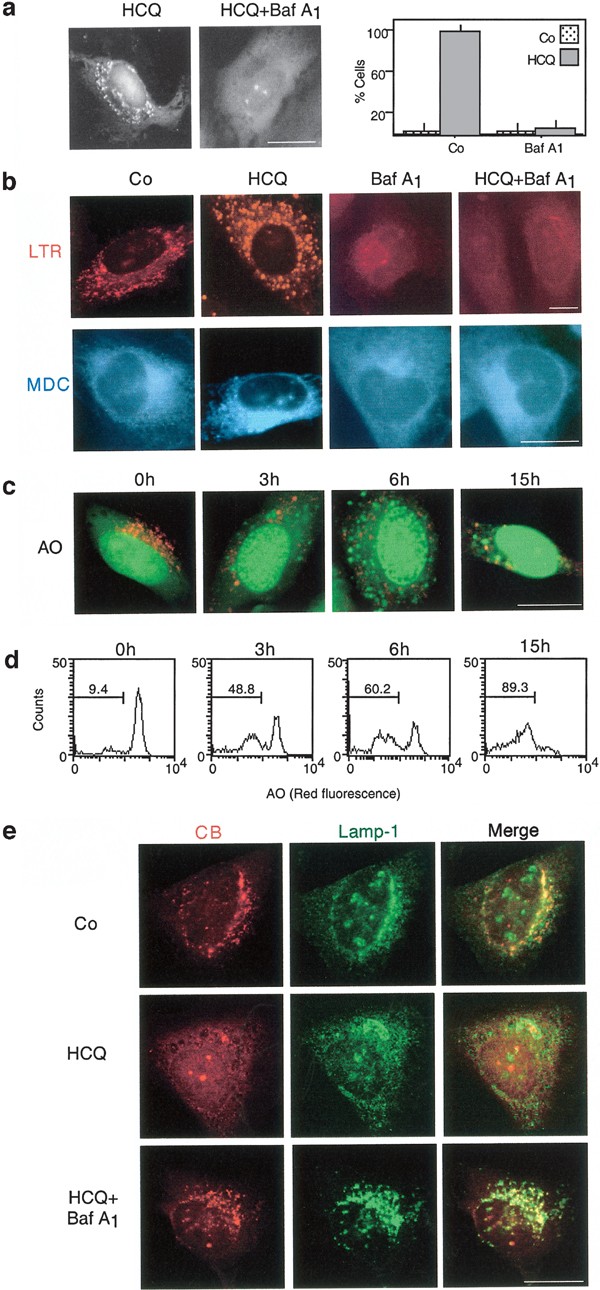 Mitochondrial Membrane Permeabilization Is A Critical Step Of Lysosome Initiated Apoptosis Induced By Hydroxychloroquine Oncogene