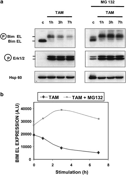Phosphorylation Of Bim El By Erk1 2 On Serine 69 Promotes Its Degradation Via The Proteasome Pathway And Regulates Its Proapoptotic Function Oncogene