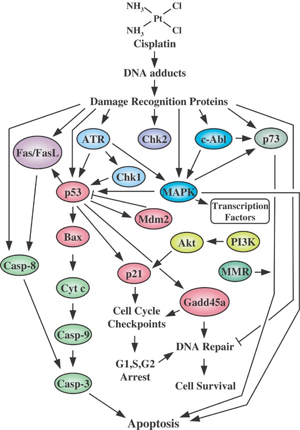 Cisplatin Mode Of Cytotoxic Action And Molecular Basis Of Resistance Oncogene