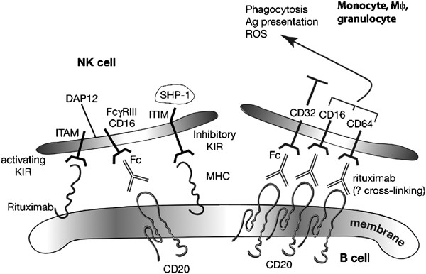 Rituximab Monoclonal Anti Cd20 Antibody Mechanisms Of Action