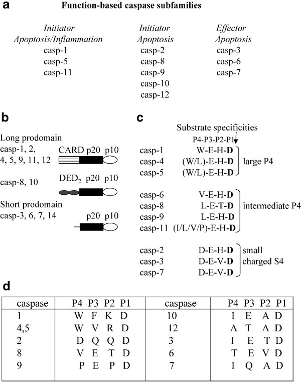 A Decade Of Caspases Oncogene