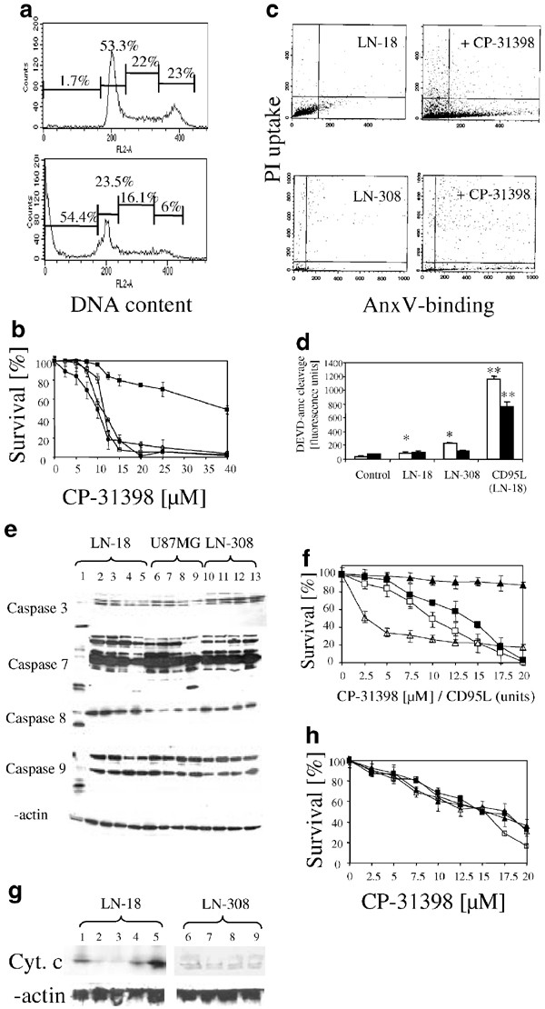 Cp A Novel P53 Stabilizing Agent Induces P53 Dependent And P53 Independent Glioma Cell Death Oncogene