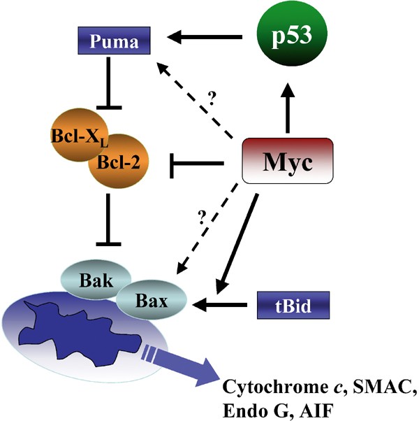 Myc Pathways Provoking Cell Suicide And Cancer Oncogene