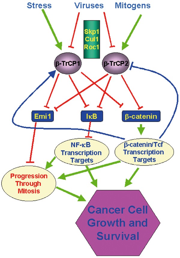 The Many Faces Of B Trcp Ubiquitin Ligases Reflections In The Magic Mirror Of Cancer Oncogene