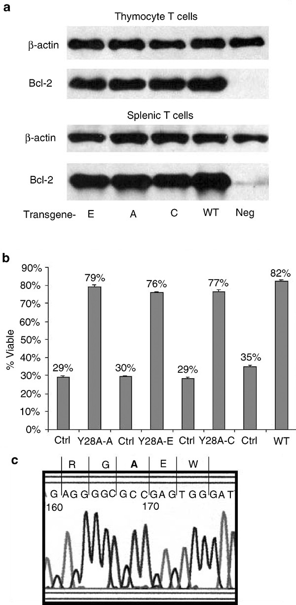 l 2 Inhibition Of T Cell Proliferation Is Related To Prolonged T Cell Survival Oncogene