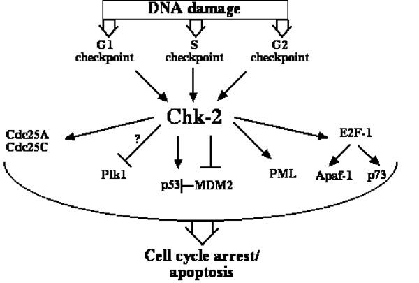 Cell Death By Mitotic Catastrophe A Molecular Definition Oncogene