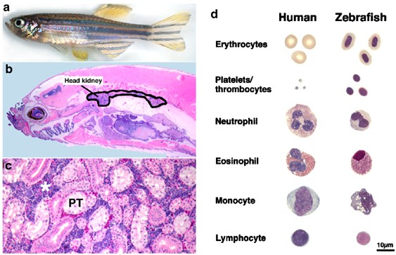 The Definitive And Primitive Guide To Zebrafish Hematopoiesis Oncogene
