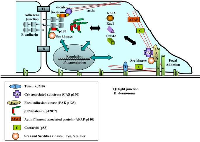 Emerging Roles For P1 Catenin In Cell Adhesion And Cancer Oncogene Emerging Roles For P1 Catenin In Cell Adhesion And Cancer Oncogene