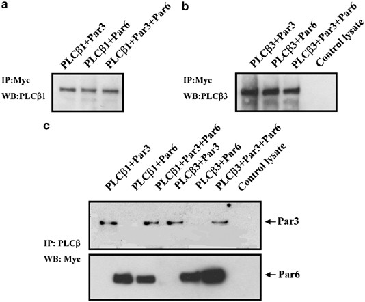 G Protein Activated Phospholipase C B New Partners For Cell Polarity Proteins Par3 And Par6 Oncogene G Protein Activated Phospholipase C B New Partners For Cell Polarity Proteins Par3 And Par6 Oncogene