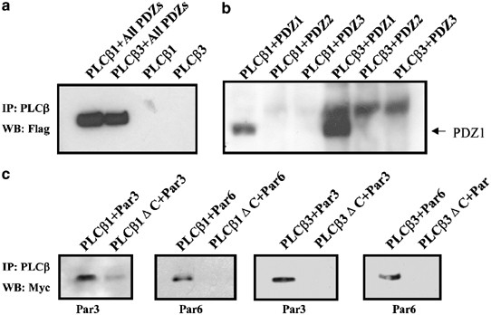 G Protein Activated Phospholipase C B New Partners For Cell Polarity Proteins Par3 And Par6 Oncogene