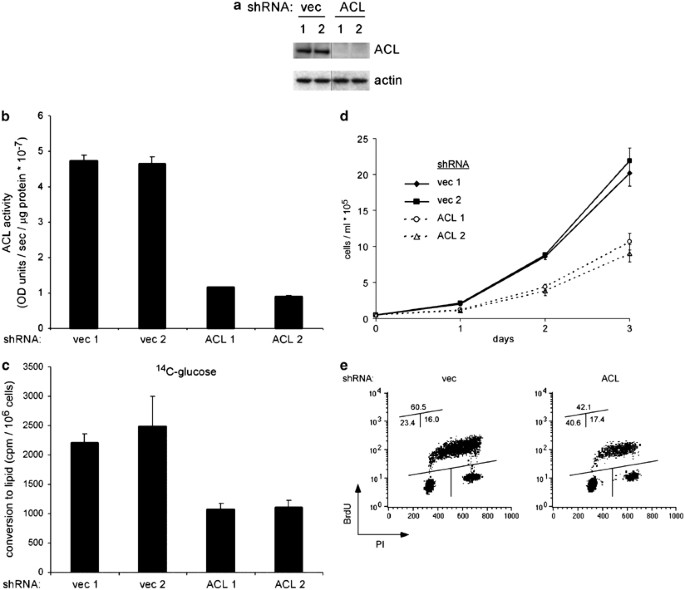 Atp Citrate Lyase Is An Important Component Of Cell Growth And Transformation Oncogene