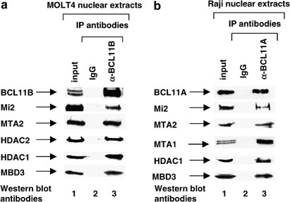 BCL11B functionally associates with the NuRD complex in T lymphocytes to  repress targeted promoter | Oncogene