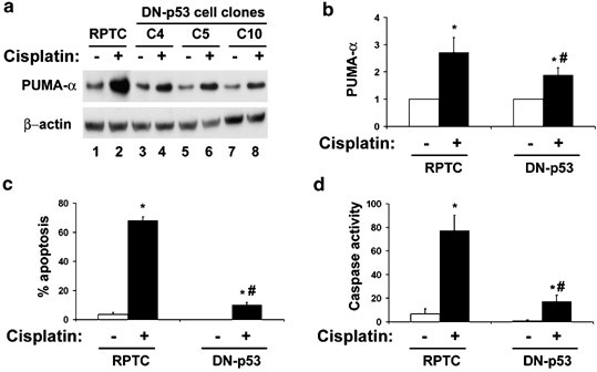 vestido salario plantador Regulation of PUMA-α by p53 in cisplatin-induced renal cell apoptosis |  Oncogene