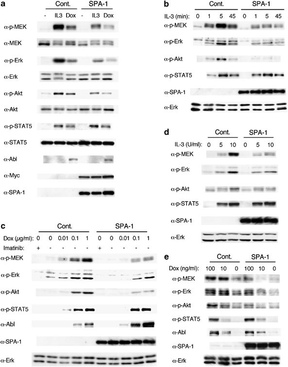 r Abl And Il 3 Activate Rap1 To Stimulate The B Raf Mek Erk And Akt Signaling Pathways And To Regulate Proliferation Apoptosis And Adhesion Oncogene