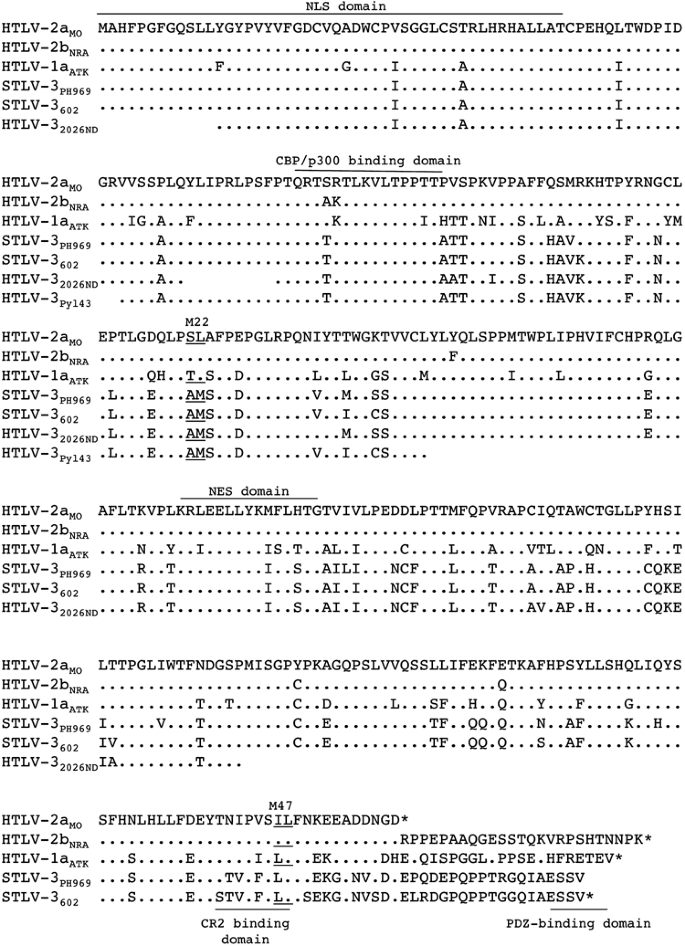 The Tax Protein From The Primate T Cell Lymphotropic Virus Type 3 Is Expressed In Vivo And Is Functionally Related To Htlv 1 Tax Rather Than Htlv 2 Tax Oncogene