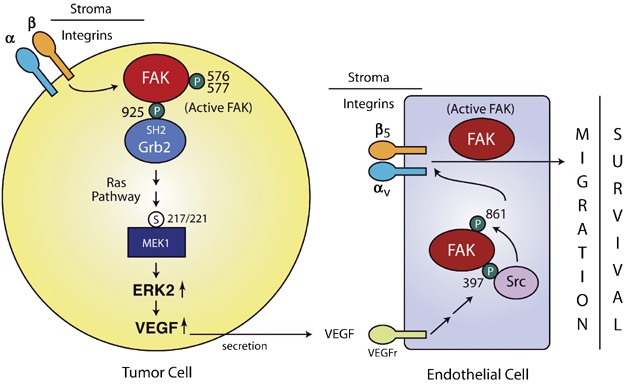 Intrinsic FAK activity and Y925 phosphorylation facilitate an angiogenic  switch in tumors | Oncogene