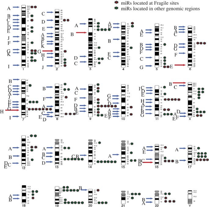 Micrornas And Chromosomal Abnormalities In Cancer Cells Oncogene