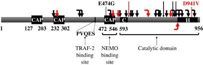 Mutations In The Nf Kb Signaling Pathway Implications For Human Disease Oncogene
