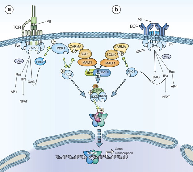 NF-κB and the immune response | Oncogene