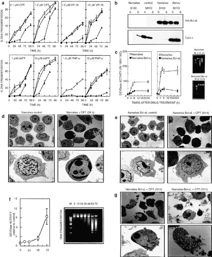 Nuclear Colocalization And Interaction Between l Xl And Cdk1 Cdc2 During G 2 M Cell Cycle Checkpoint Oncogene