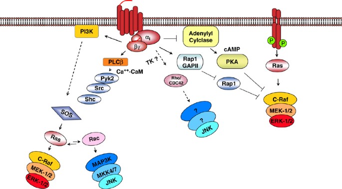 G Protein Regulation Of Mapk Networks Oncogene