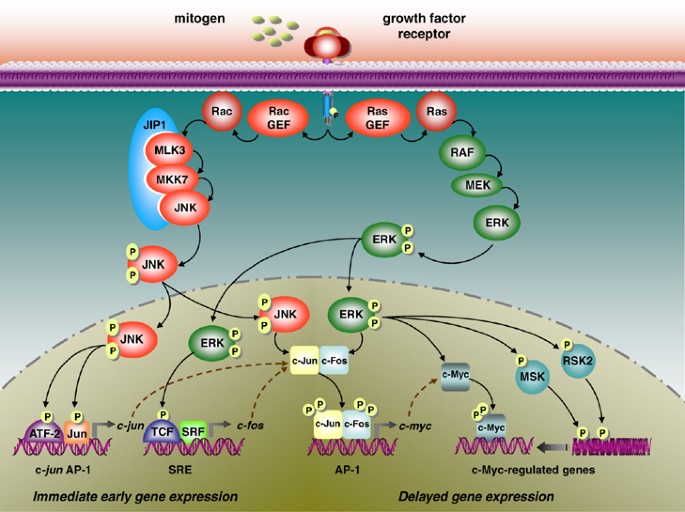 MAPK signaling pathway diagram