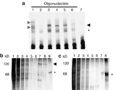 Poly Adp Ribose Polymerase 1 Parp 1 Binds In A Sequence Specific Manner At The l 6 Locus And Contributes To The Regulation Of l 6 Transcription Oncogene