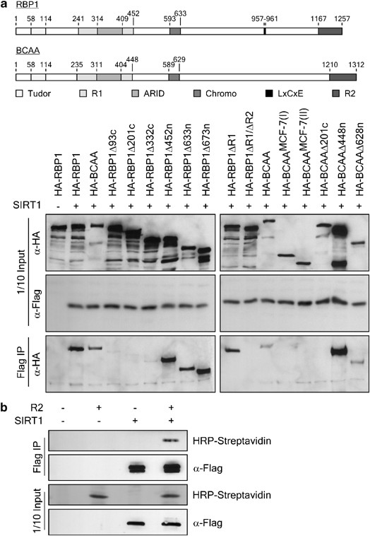 SIRT1 negatively regulates HDAC1-dependent transcriptional repression by  the RBP1 family of proteins | Oncogene