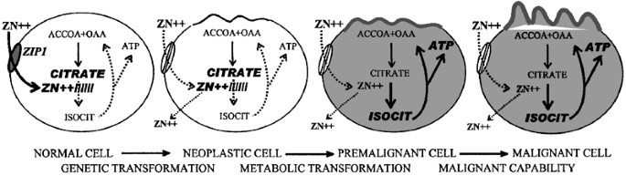 zinc and prostate cancer: a critical scientific