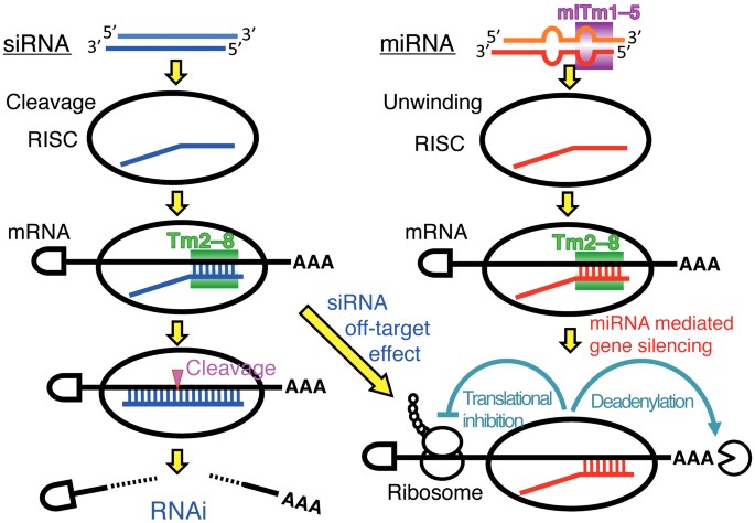 Stability Of Mirna 5 Terminal And Seed Regions Is Correlated With Experimentally Observed Mirna Mediated Silencing Efficacy Scientific Reports