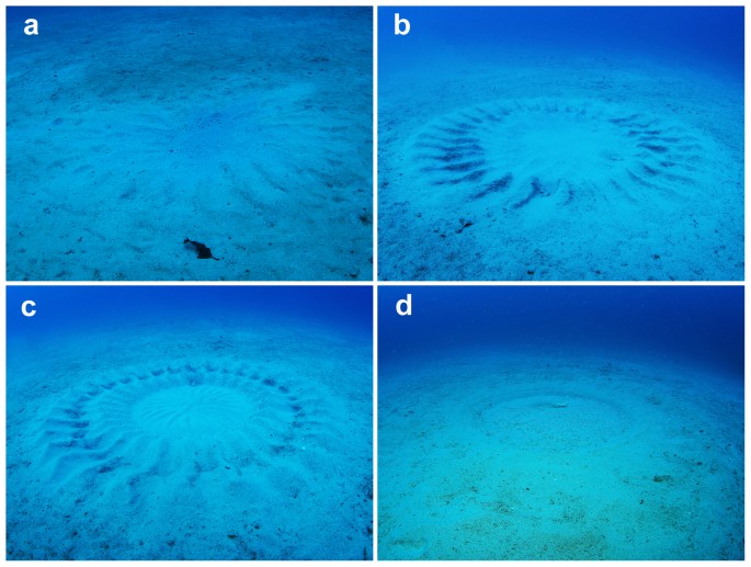 Role of Huge Geometric Circular Structures in the Reproduction of a Marine  Pufferfish | Scientific Reports
